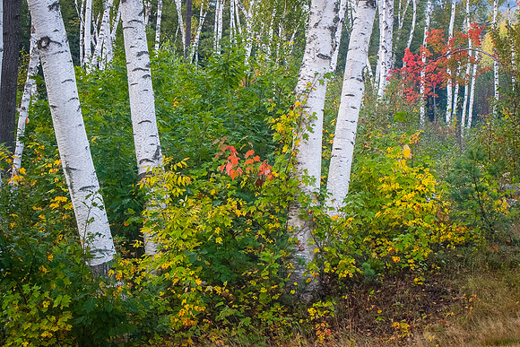 BIRCH