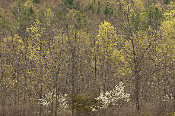 Dogwoods