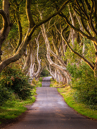 DARK HEDGES