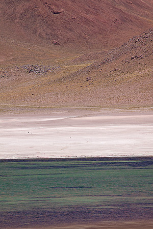 MISCANTI LAGOON 2