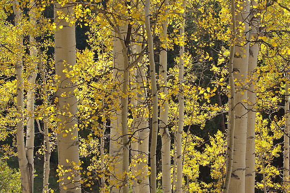 Aspen Backlit