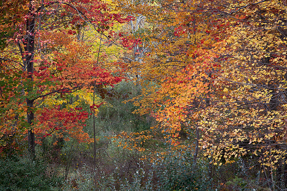FOREST PALETTE