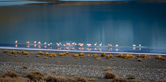 FLAMINGO FEED
