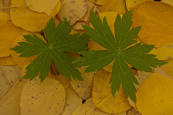 Leaves