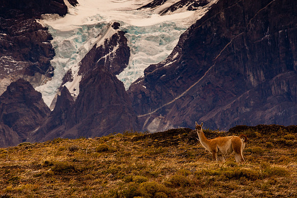 GUANACA