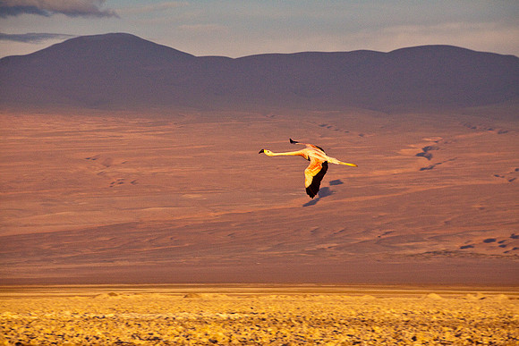 WINGSPAN