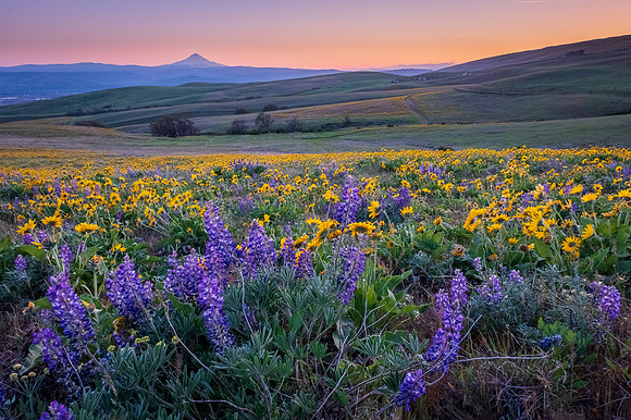 SPRING FLOWERS