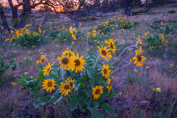 BALSAM ROOT