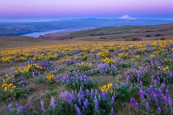 PURPLE HUES