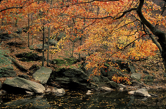 WISSAHICKON LEAVES