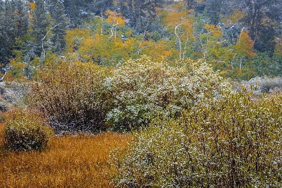 SNOW HAZE