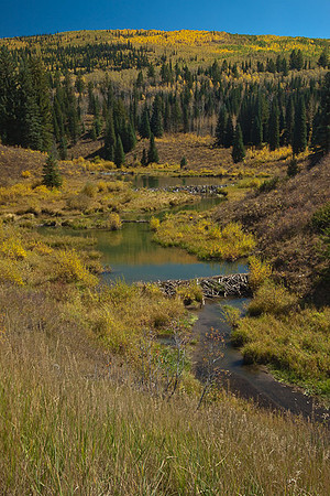 Beaver Pond
