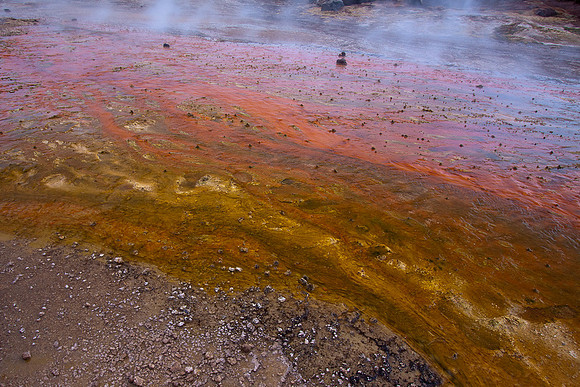 ALGAE COLORS