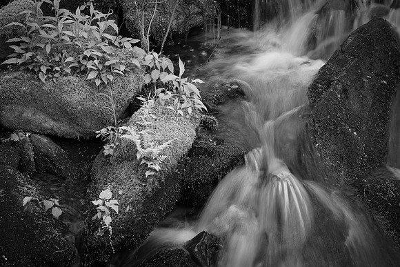 Stream Detail