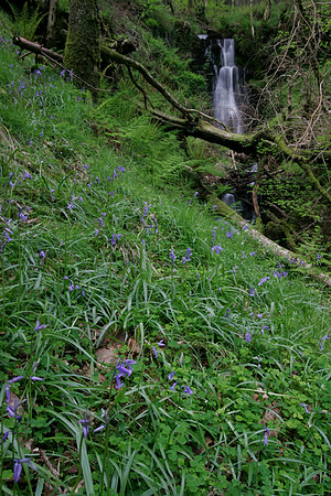 BLUEBELLS AND FALLS