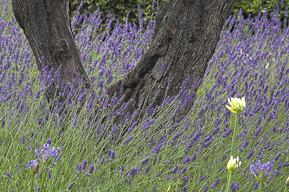 Lavender