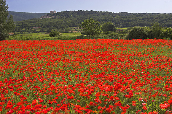 Poppy vision
