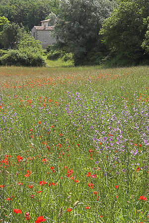 Wildflowers