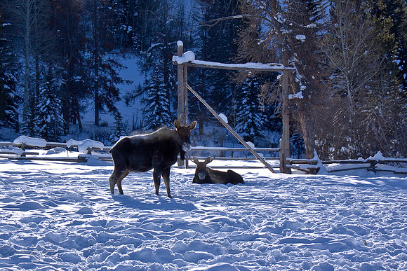 Elk Visitors
