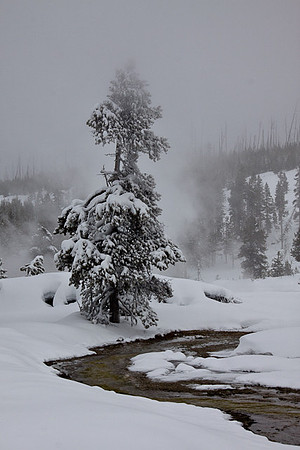 Yellowstone Quietude