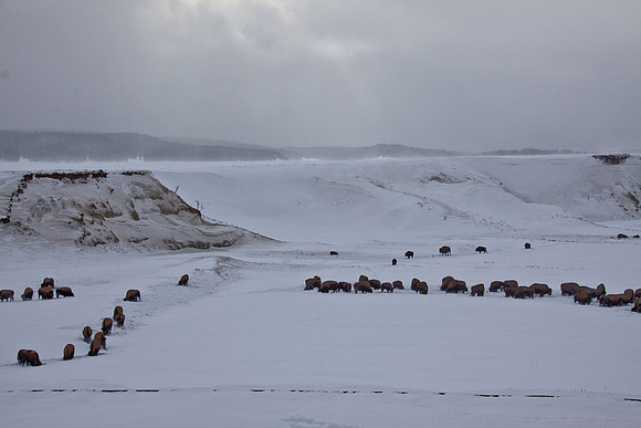 Lamar Bison Herd