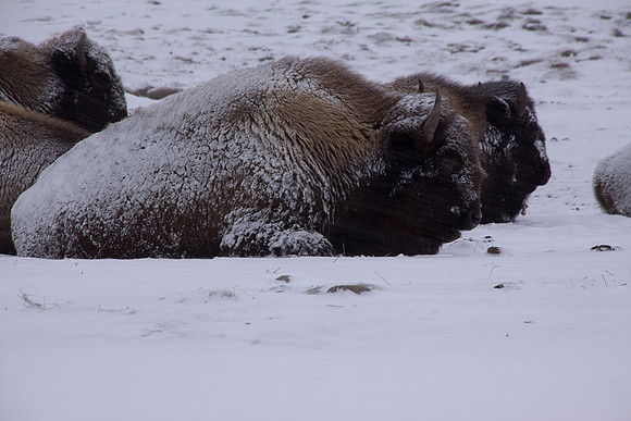 Bison rest