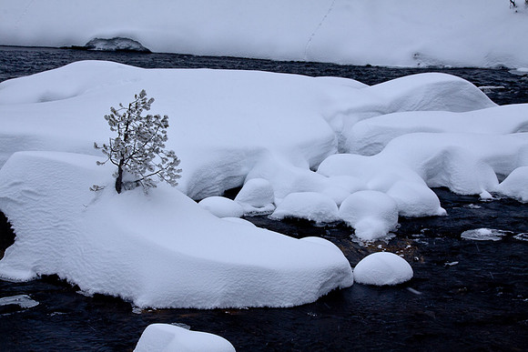 Lonely tree