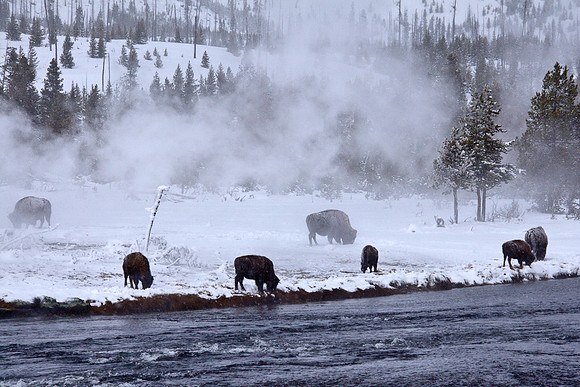 Bison and Steam