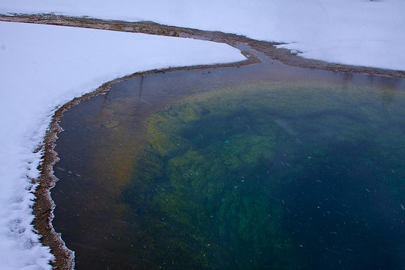 Algae color
