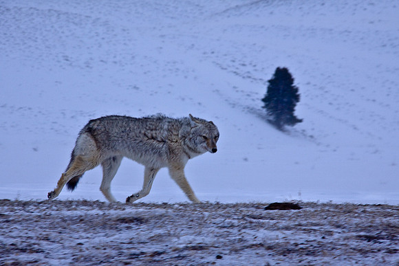 Coyote