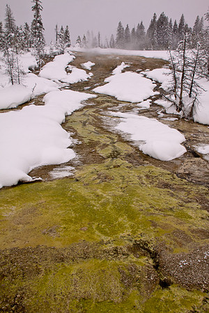Winter moss