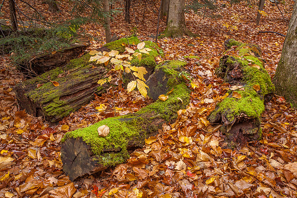 MOSS