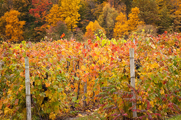 VINEYARD