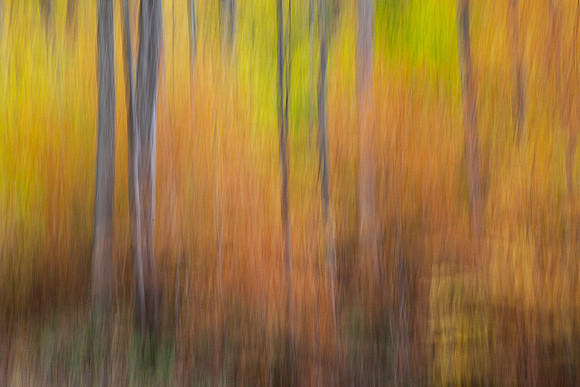 FALL IMPRESSION