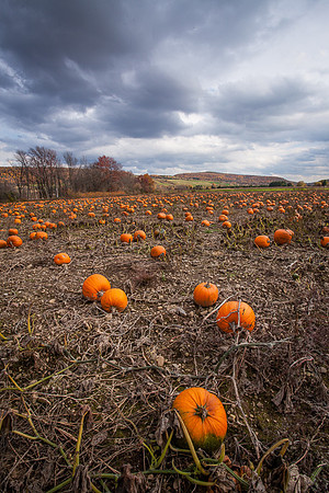 PUMPKIN PATCH