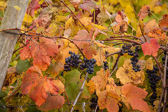 GRAPES