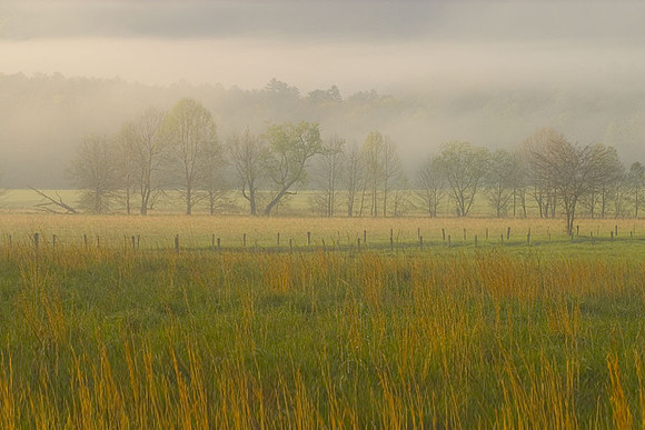 Grass and Fog