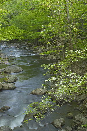 Bridge stream