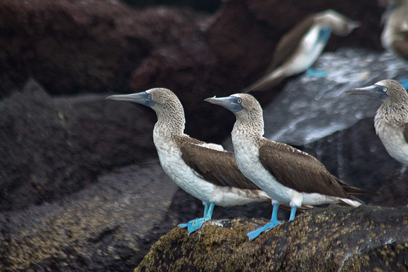 BLUE FOOTED BOOBY