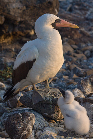 BOOBY AND BABY