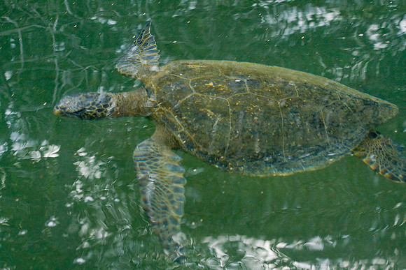 SEA TURTLE
