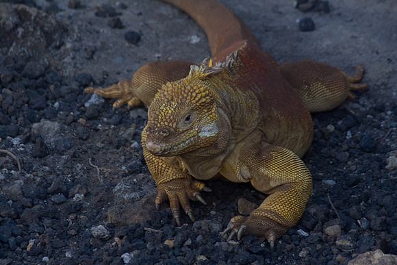 IGUANA CRAWL