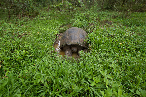 TORTUGA