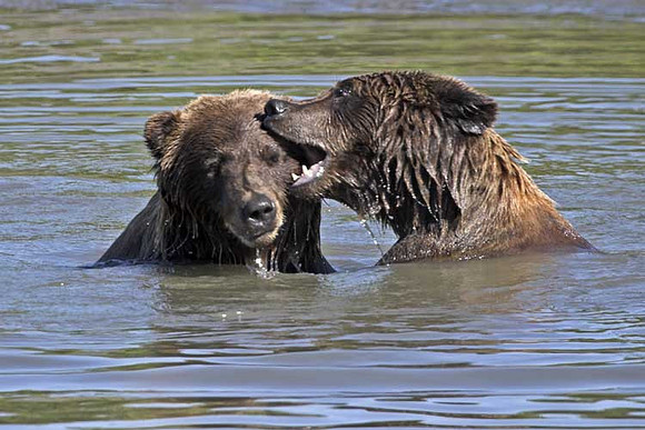 Dancing-bears-copy