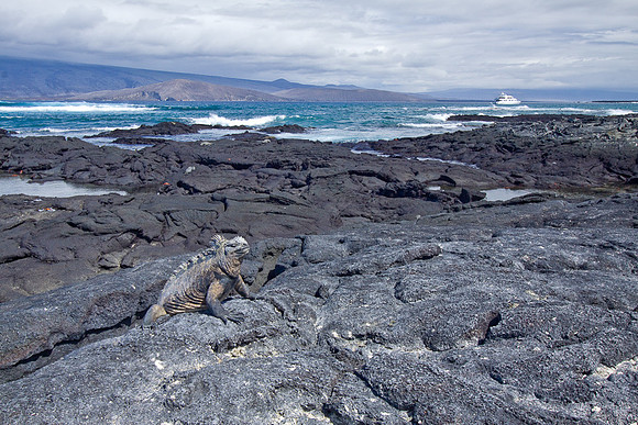 MARINE IGUANA