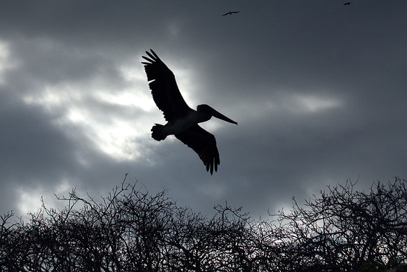 PELICAN