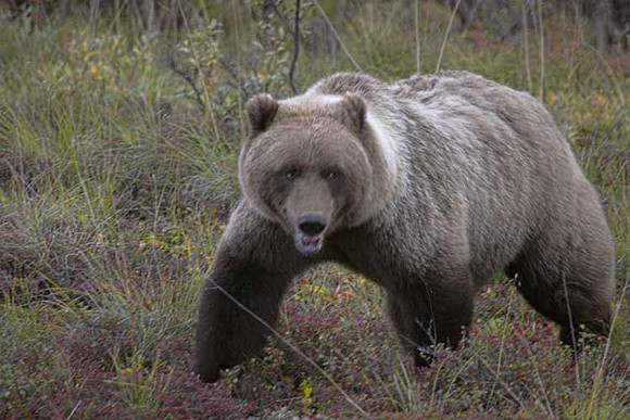 Grizzly