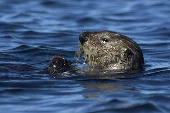 Sea-Otter