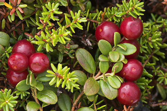 Cranberries