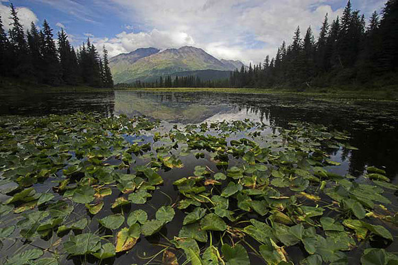 Lilly-pads